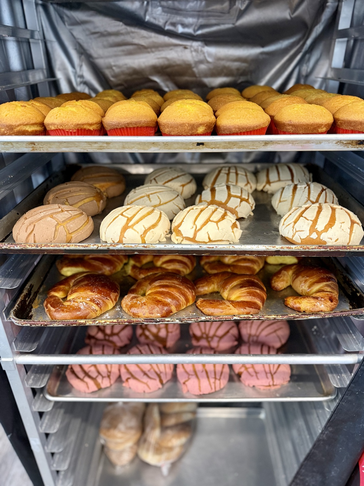 Fresh pan dulce and conchas in the bakery case